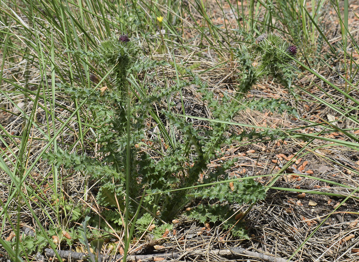 Image of genus Carduus specimen.