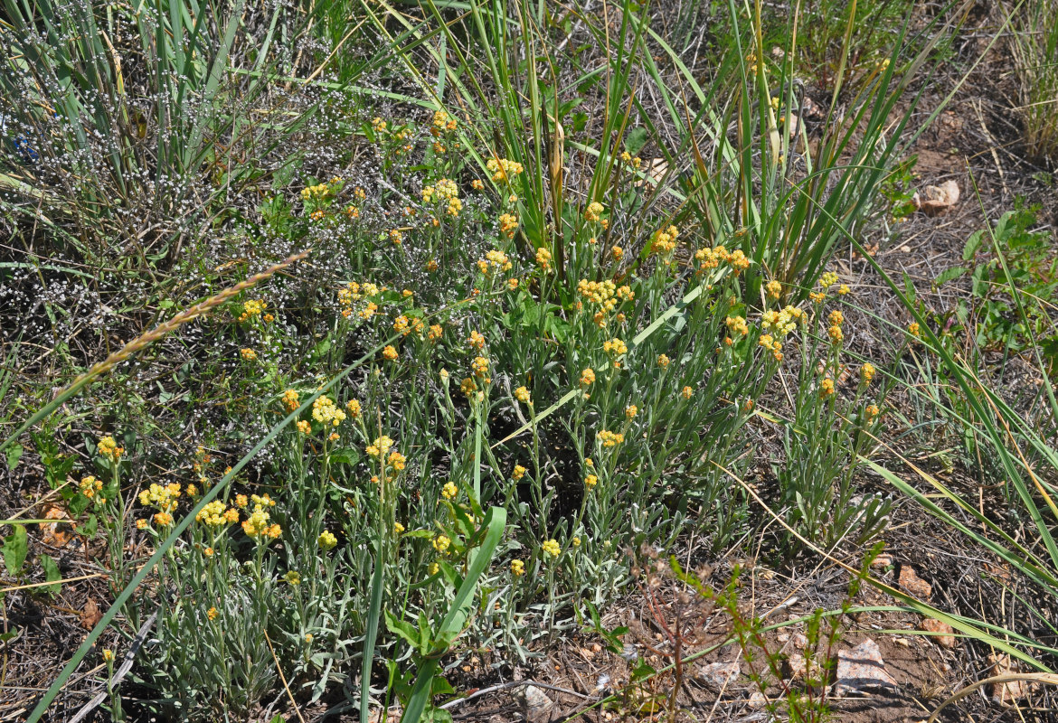 Изображение особи Helichrysum arenarium.