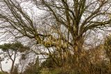 род Corylus. Крона растения с соцветиями. Франция, г. Париж, парк \"Бют-Шомон\", в озеленении. 13.01.2020.