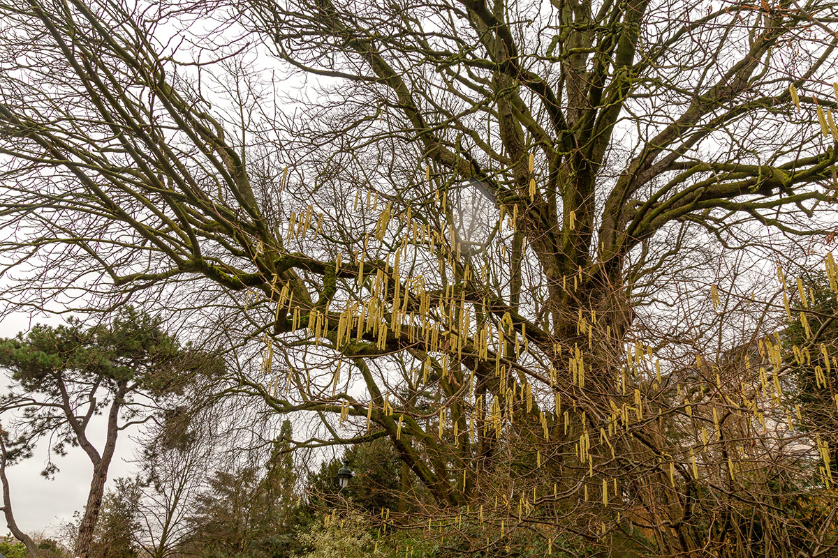 Изображение особи род Corylus.