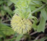 genus Gaillardia