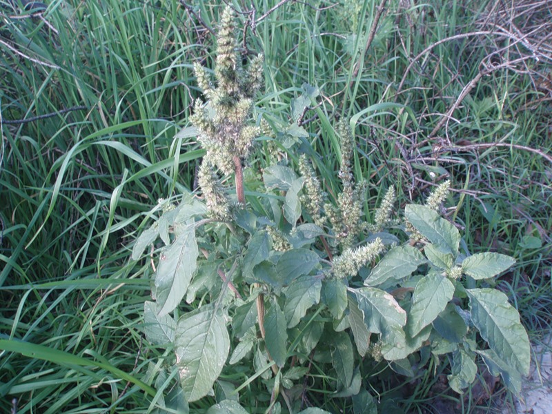 Изображение особи Amaranthus retroflexus.