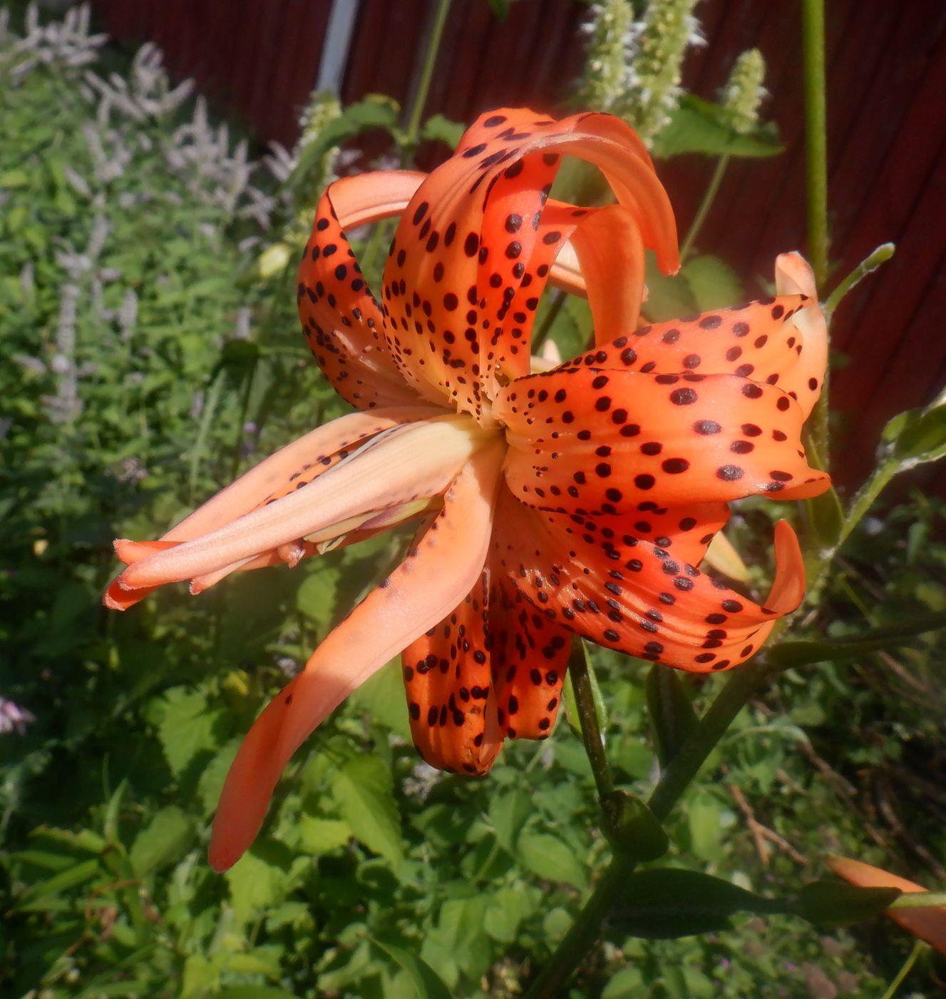 Изображение особи Lilium lancifolium.