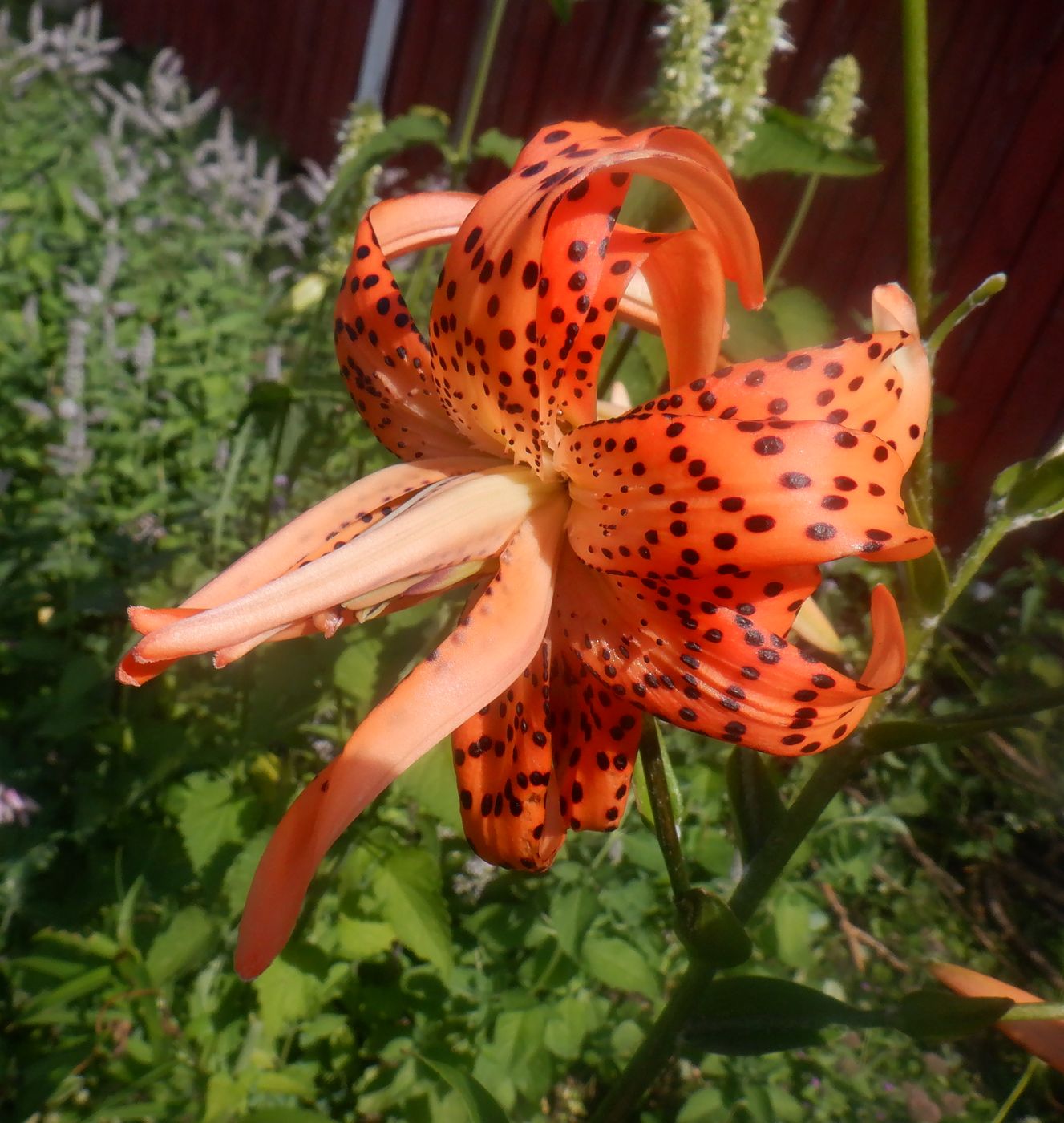 Изображение особи Lilium lancifolium.