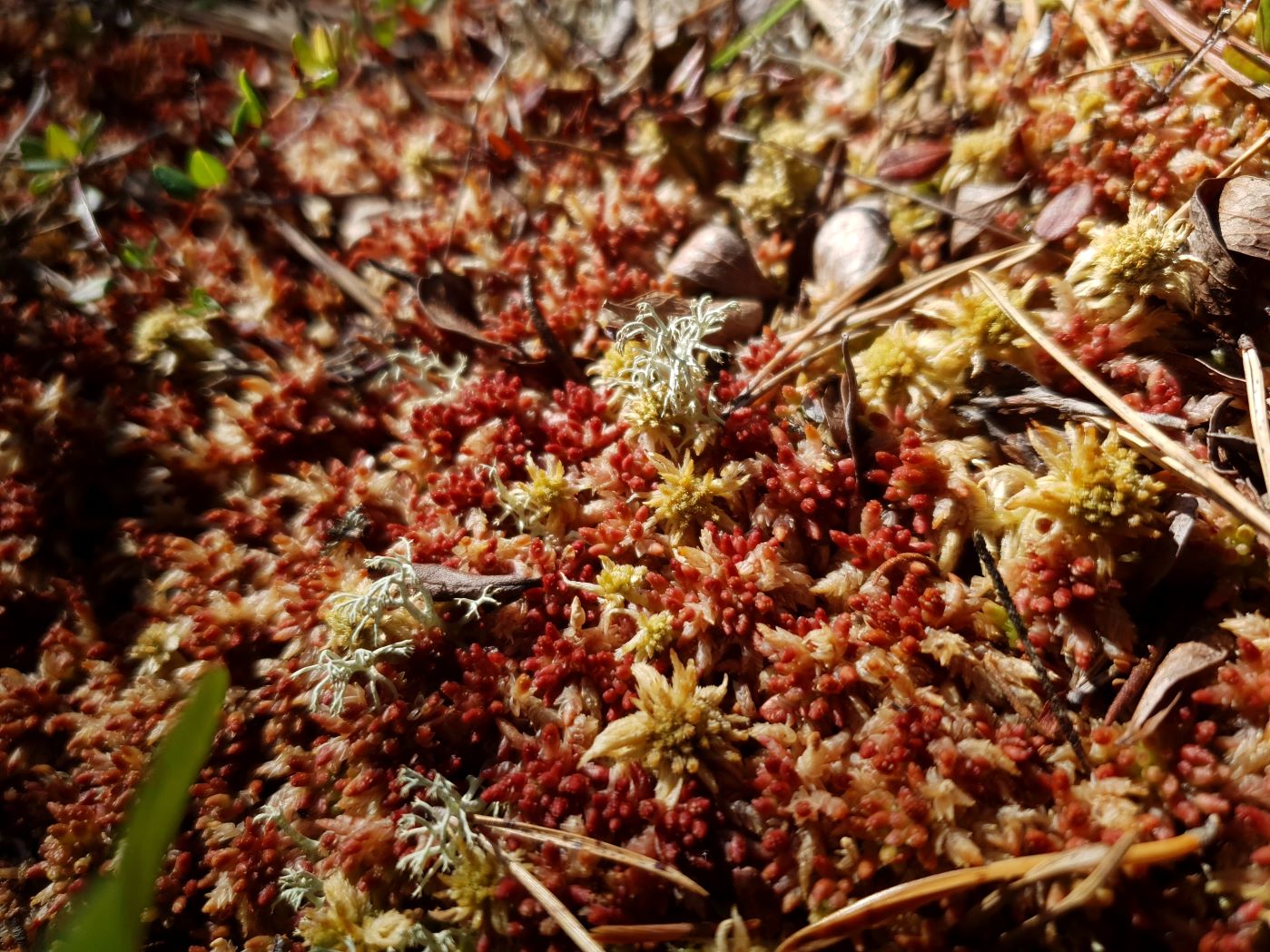 Image of Sphagnum subfulvum specimen.