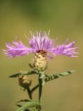 Centaurea jacea