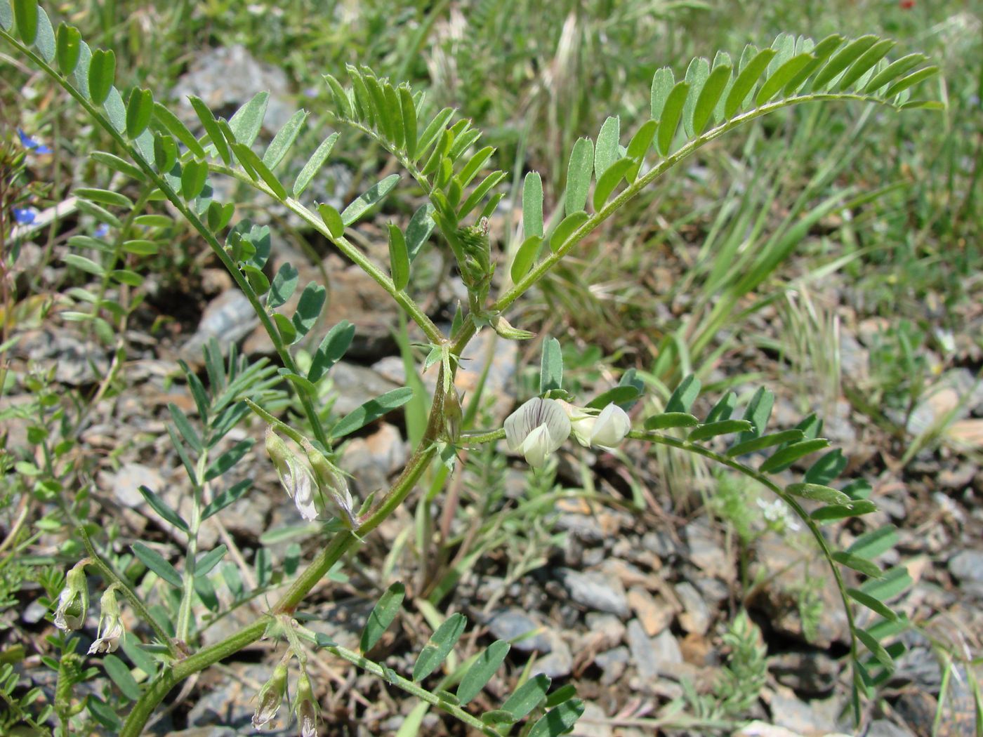 Image of Vicia ervilia specimen.