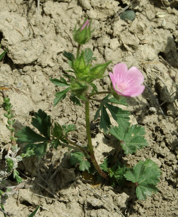 Изображение особи Malva transcaucasica.