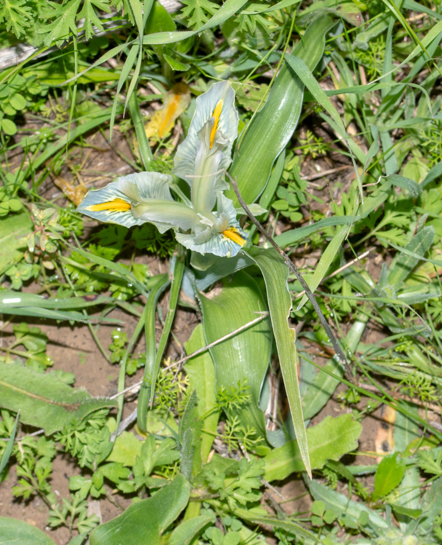 Image of Juno palaestina specimen.