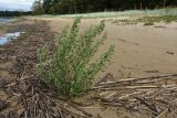 Chenopodium striatiforme. Плодоносящее(?) растение. Ленинградская обл., Кингисеппский р-н, окр. дер. Урмизно, берег Финского залива, песчаный пляж, зона заплеска. 22.08.2021.