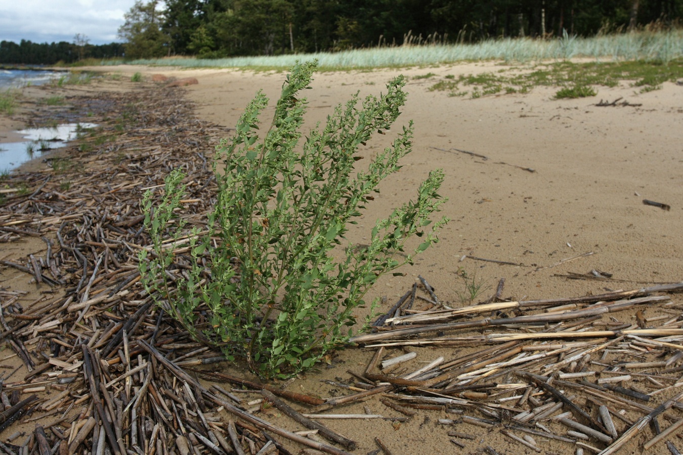 Image of Chenopodium striatiforme specimen.