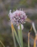 род Allium. Соцветие с завязями. Республика Алтай, Кош-Агачский р-н, плоскогорье Укок, окр. оз. Гусиное, степь. 4 августа 2020 г.