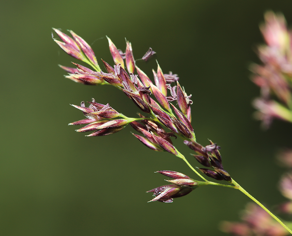 Image of Calamagrostis monticola specimen.
