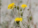 genus Hieracium. Верхушки побегов с соцветиями. Кабардино-Балкария, Черекский р-н, Кабардино-Балкарский высокогорный заповедник, Черек-Безенгийское ущелье, окр. альплагеря \"Безенги\", ≈ 2200 м н.у.м., отложенная боковая морена, альпийский луг, на моховой подушке. 18.08.2021.