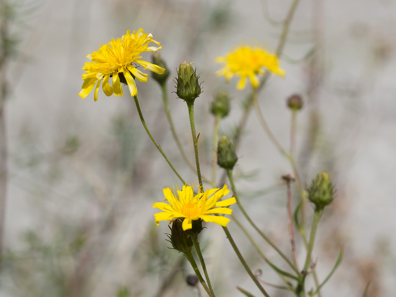 Изображение особи род Hieracium.