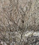 Salix caprea