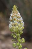 Reseda globulosa