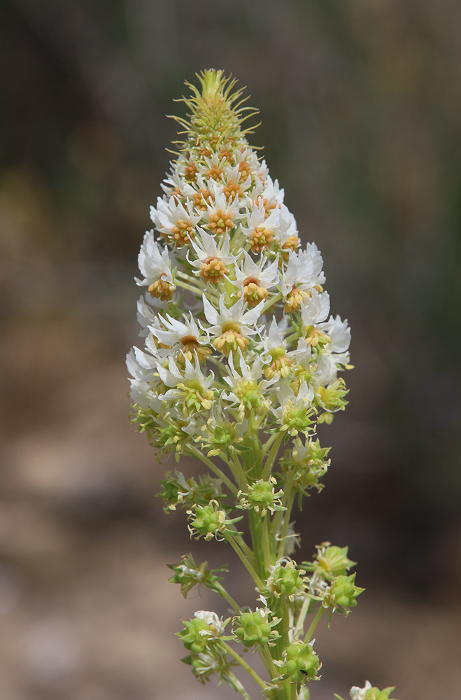 Image of Reseda globulosa specimen.