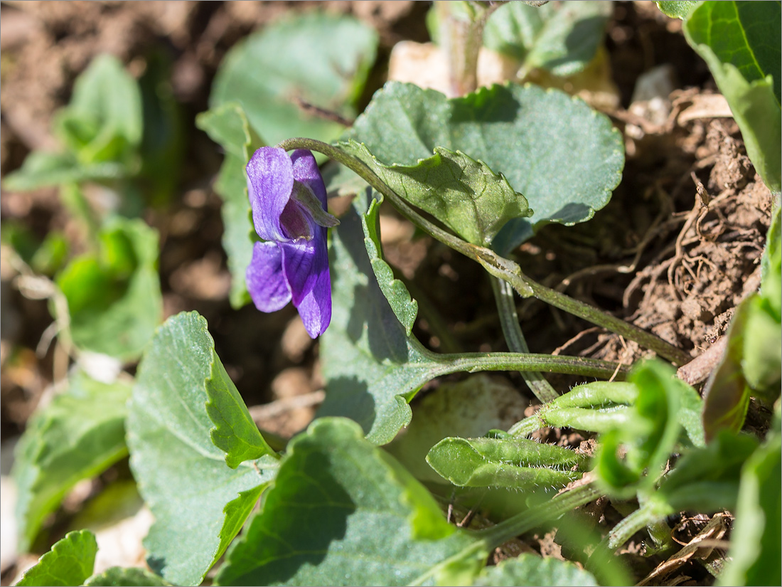 Image of Viola odorata specimen.