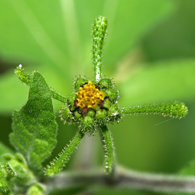 Image of Sigesbeckia orientalis specimen.