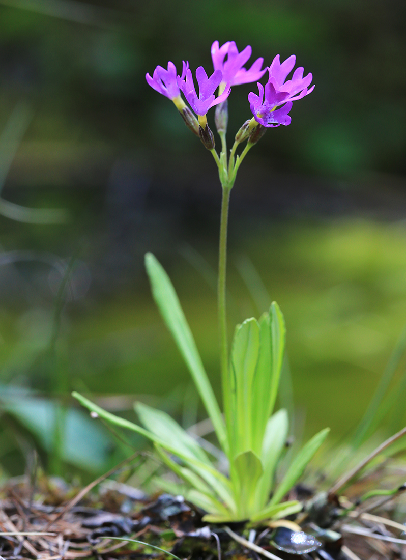 Изображение особи Primula farinosa.