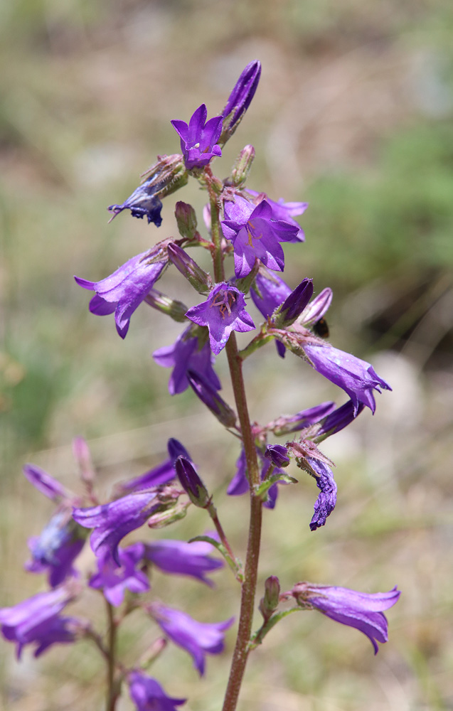 Image of Campanula sibirica specimen.