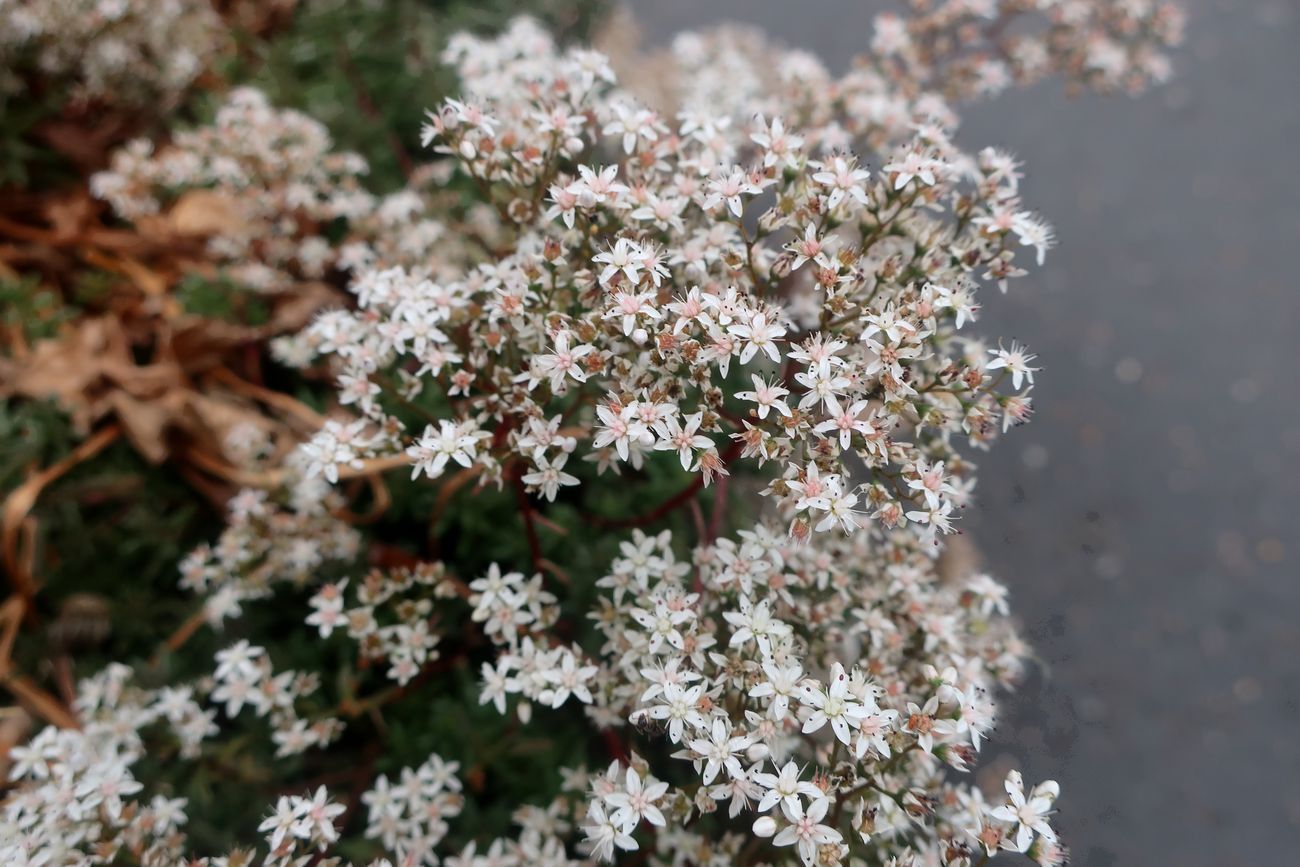 Image of Sedum album specimen.