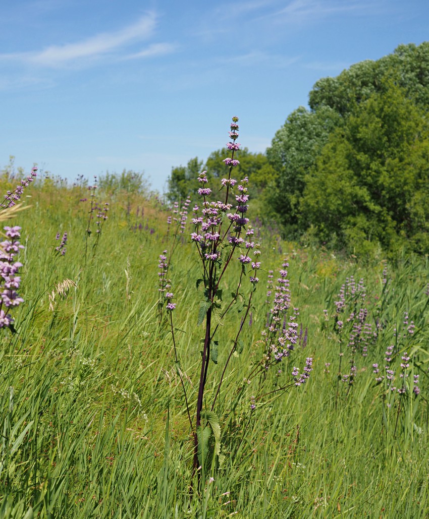 Image of Phlomoides tuberosa specimen.