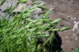 Hordeum murinum