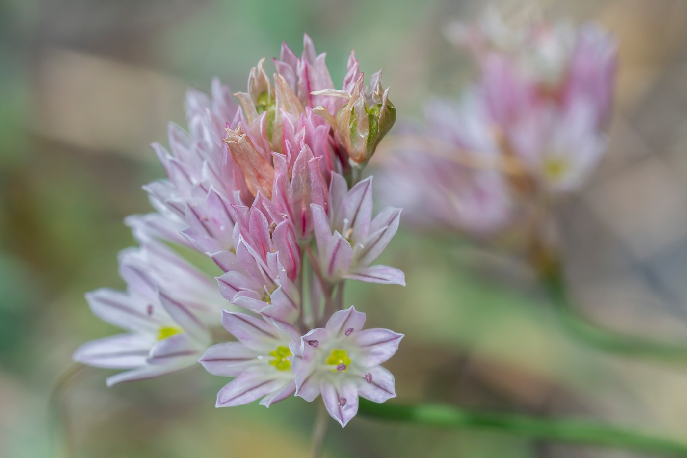 Image of genus Allium specimen.