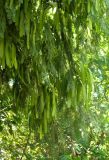 Leucaena leucocephala. Ветви с незрелыми плодами. Таиланд, о-в Пхукет, в озеленении. 27.02.2018.