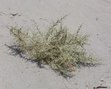 Agriophyllum minus. Плодоносящее растение. Узбекистан, Ферганская обл., Язъяванский р-н, Язъяванские пески, частично закреплённые дюны. 17 сентября 2022 г.