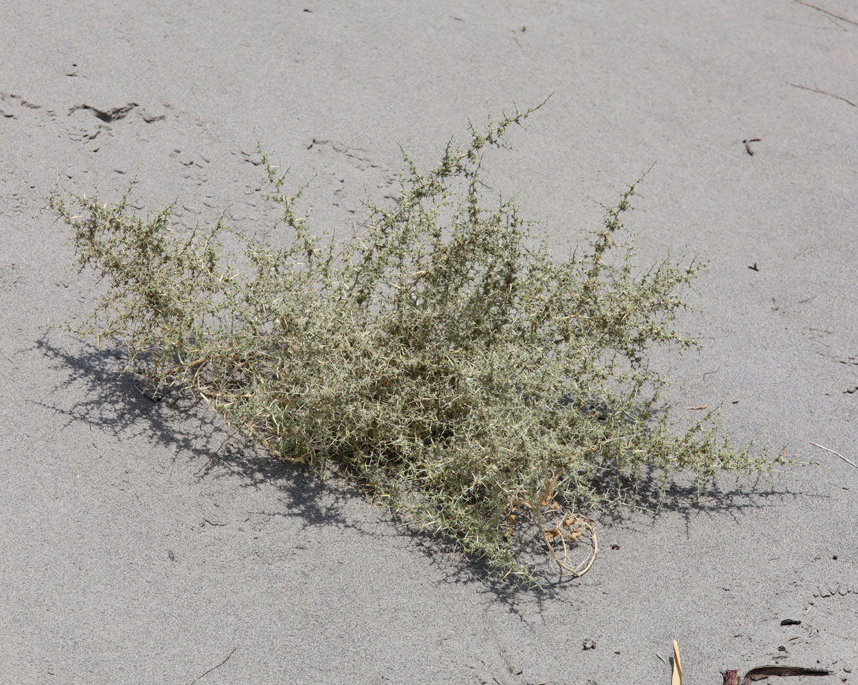 Image of Agriophyllum minus specimen.