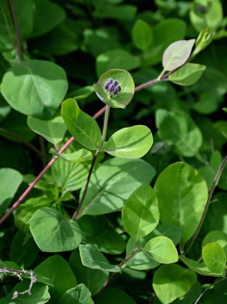 Изображение особи Lonicera caprifolium.