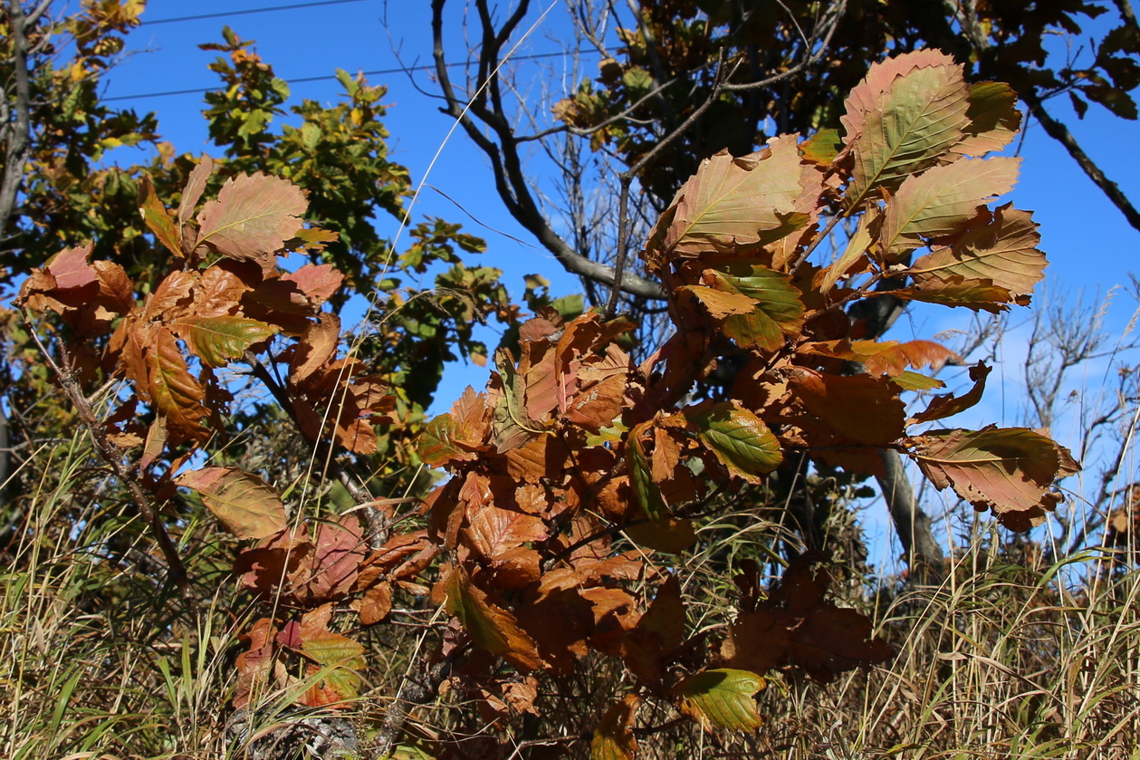 Изображение особи Quercus mongolica.