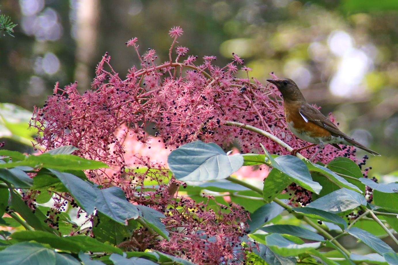 Image of Aralia elata specimen.