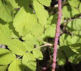 Rosa acicularis. Часть веточки. Пермский край, Кунгурский р-н, правый берег р. Сылва, ур. Камень Ермак, берёзово-сосновый лес, опушка. 04.06.2022.