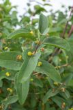 Lonicera tatarica. Верхушка веточки с незрелыми плодами. Ростовская обл., Неклиновский р-н, окр. хут. Мержаново, приморский склон. 03.06.2018.