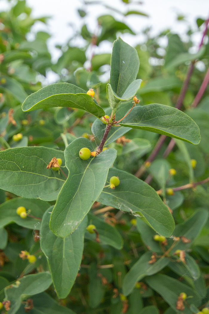 Image of Lonicera tatarica specimen.