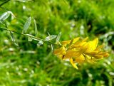 род Genista