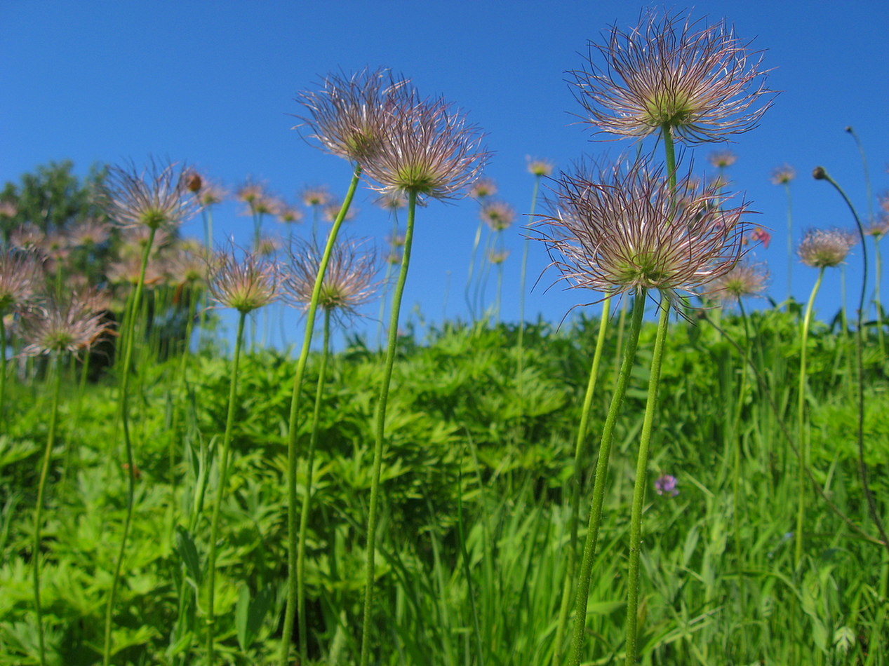 Image of Pulsatilla patens specimen.