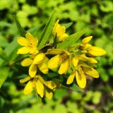 Lysimachia davurica