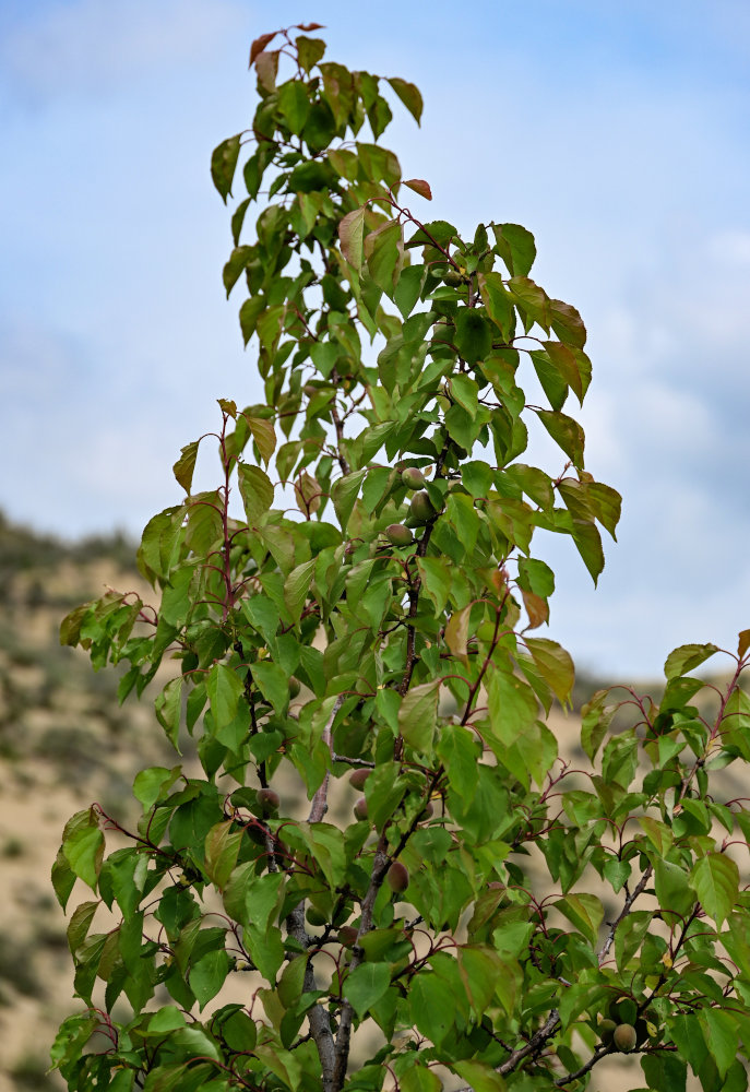 Image of Armeniaca vulgaris specimen.