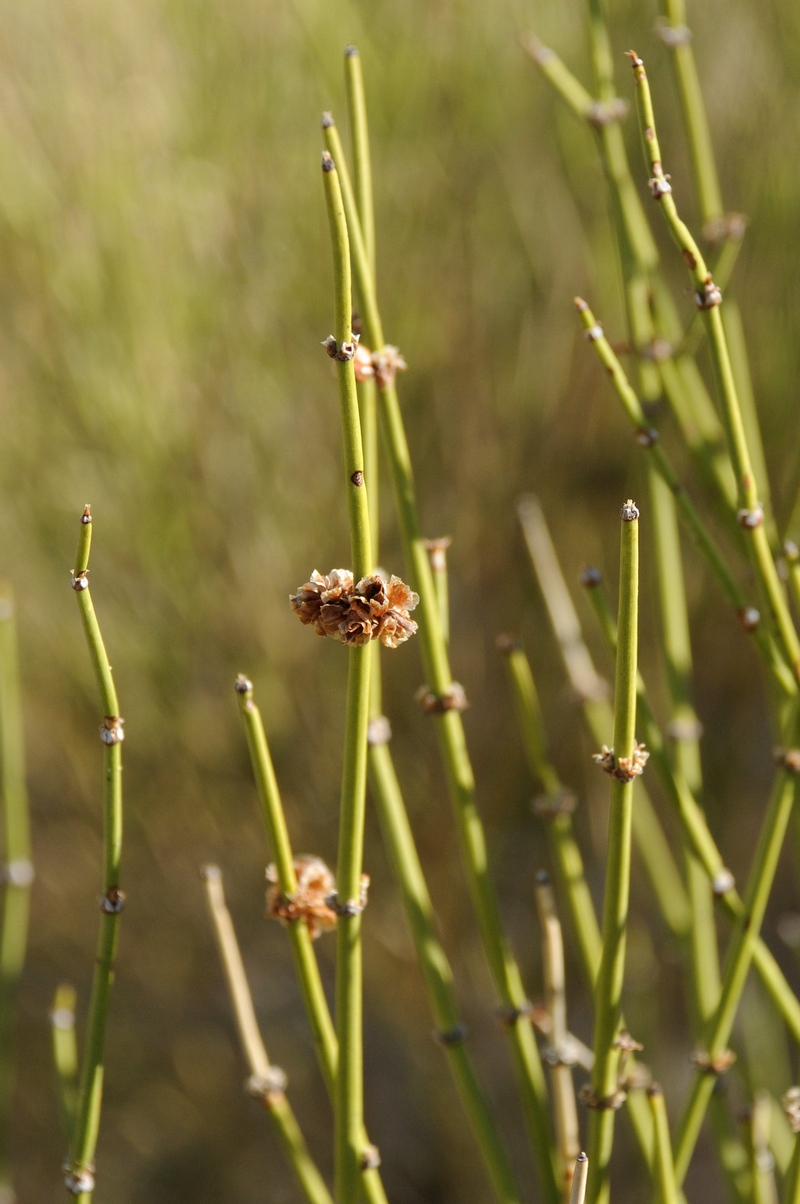 Изображение особи Ephedra przewalskii.