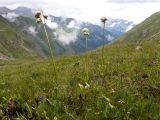 Valeriana alpestris. Цветущие растения. Карачаево-Черкесия, Урупский р-н, Кавказский биосферный заповедник, Имеретинское ущелье, долина р. Имеретинка (в верхнем течении), ≈ 2500 м н.у.м., альпийский луг с доминированием Carex acrifolia. 27.07.2022.