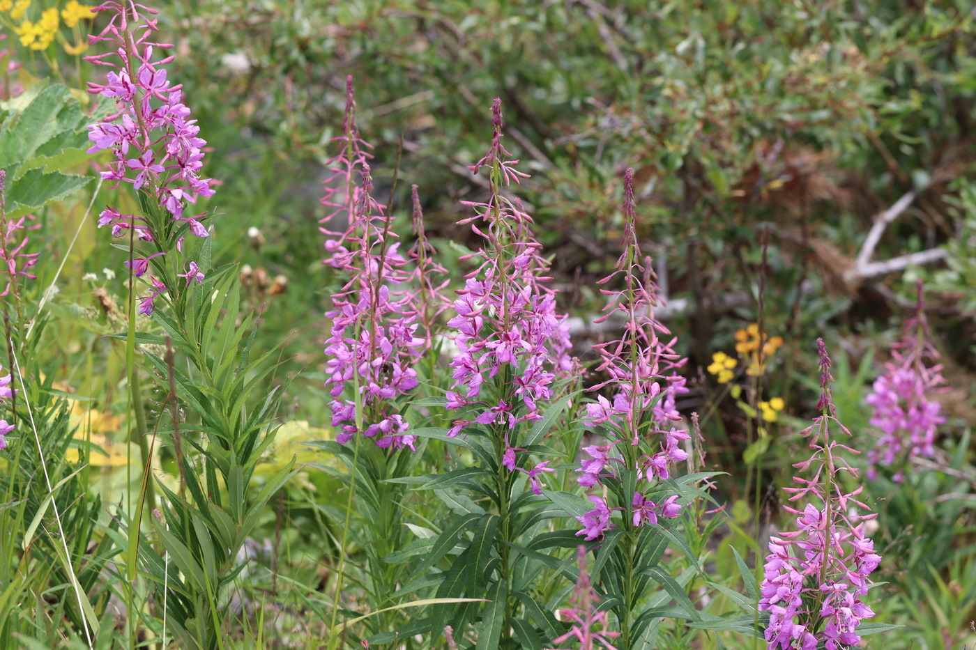 Image of Chamaenerion angustifolium specimen.