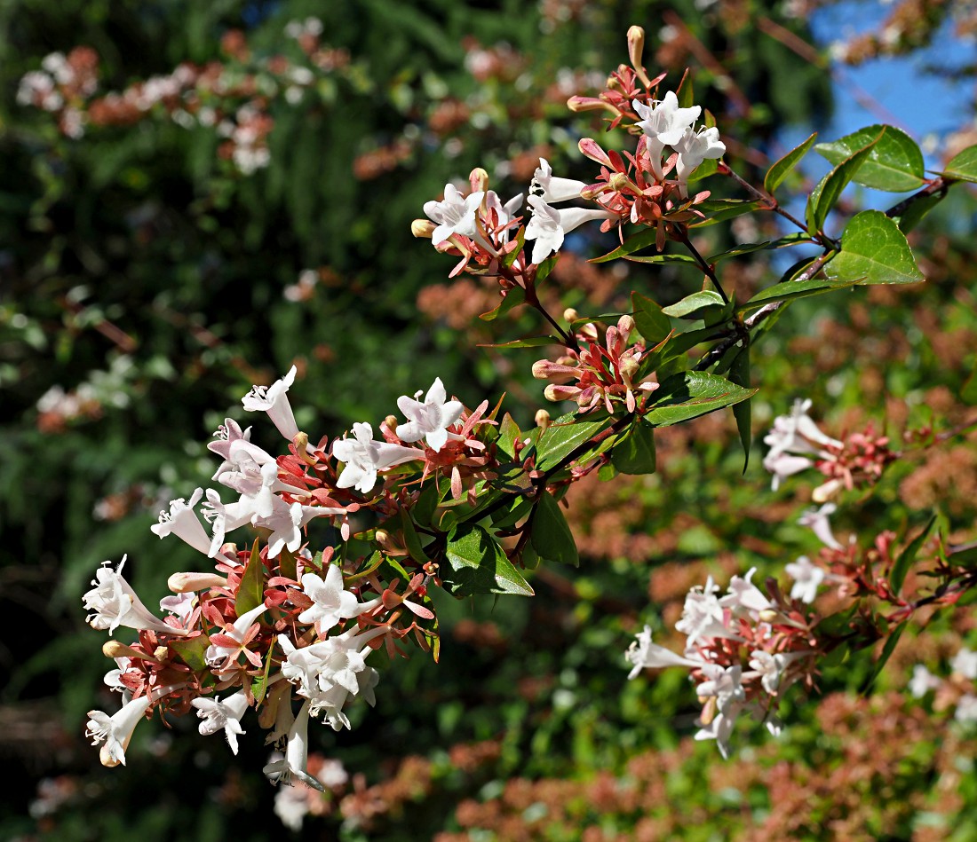 Изображение особи Abelia &times; grandiflora.