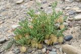Zygophyllum kegense