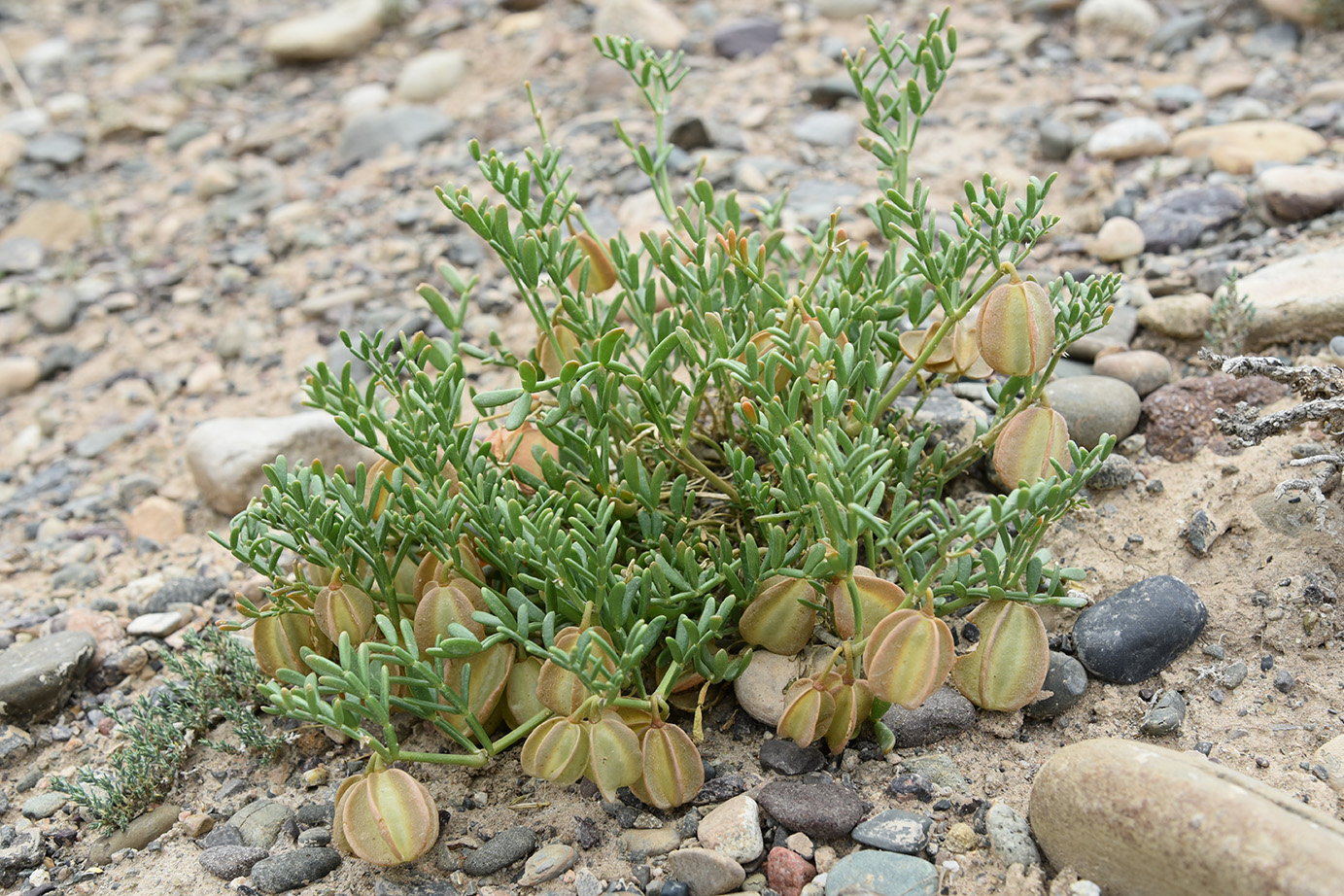 Изображение особи Zygophyllum kegense.