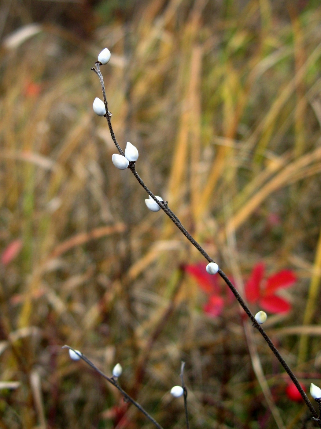 Image of Lithospermum officinale specimen.